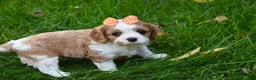 Cavalier King Charles Spaniel dogs for sale: Vera - Ad 2