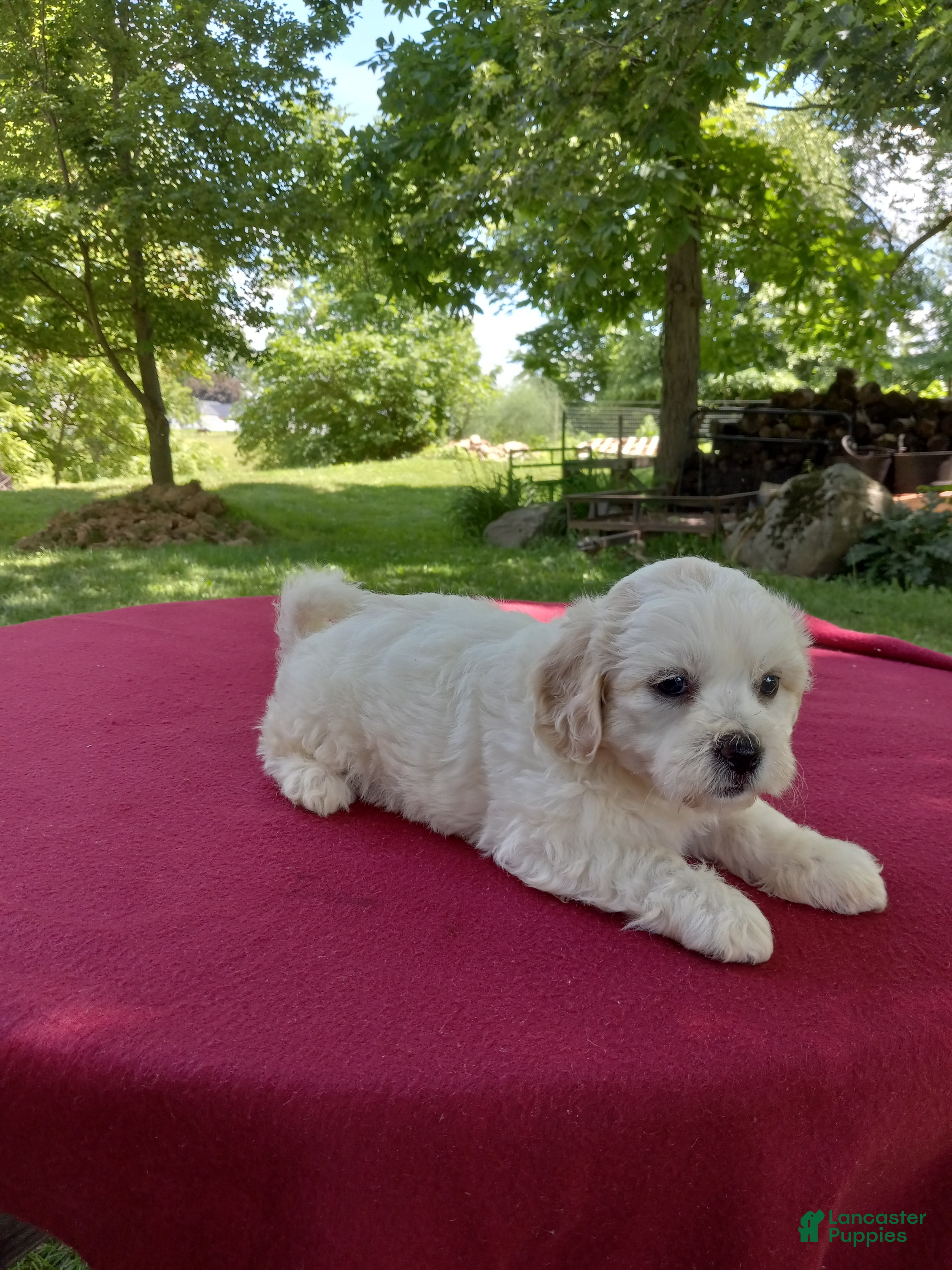 Teddy Bear dogs Rambo - Ad 1