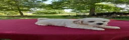 Teddy Bear dogs for sale: Rambo - Ad 1