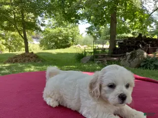 Teddy Bear dogs for sale: Rambo - Ad 4