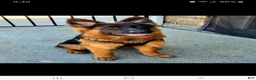 German Shepherd dogs for sale: German Shepherd 4 - Ad 16