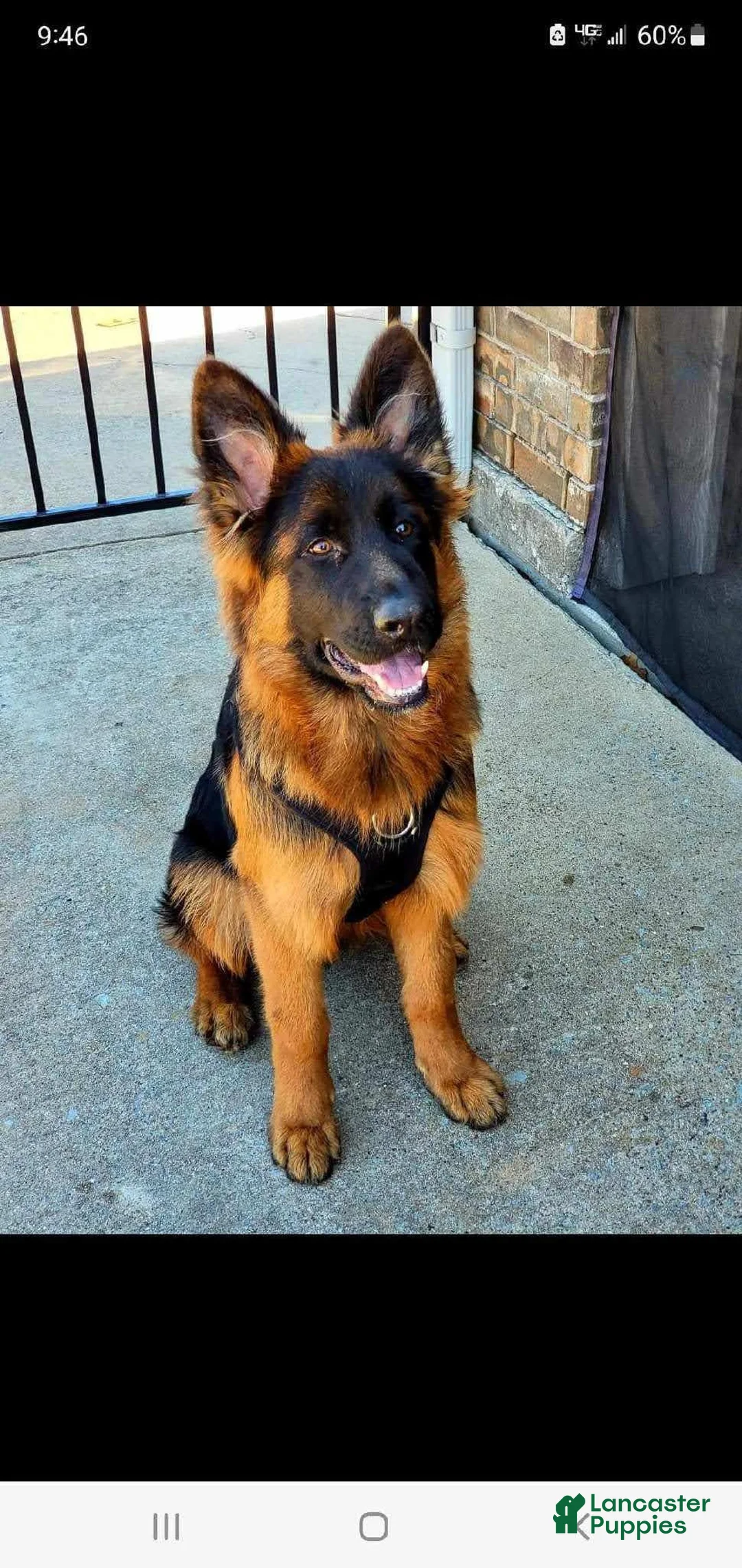 German Shepherd dogs for sale: German Shepherd 4 - Ad 16