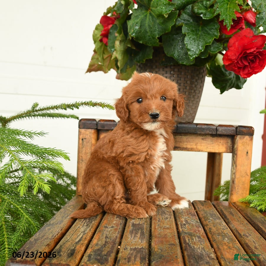 Mini Goldendoodle dogs Huck - Ad 1