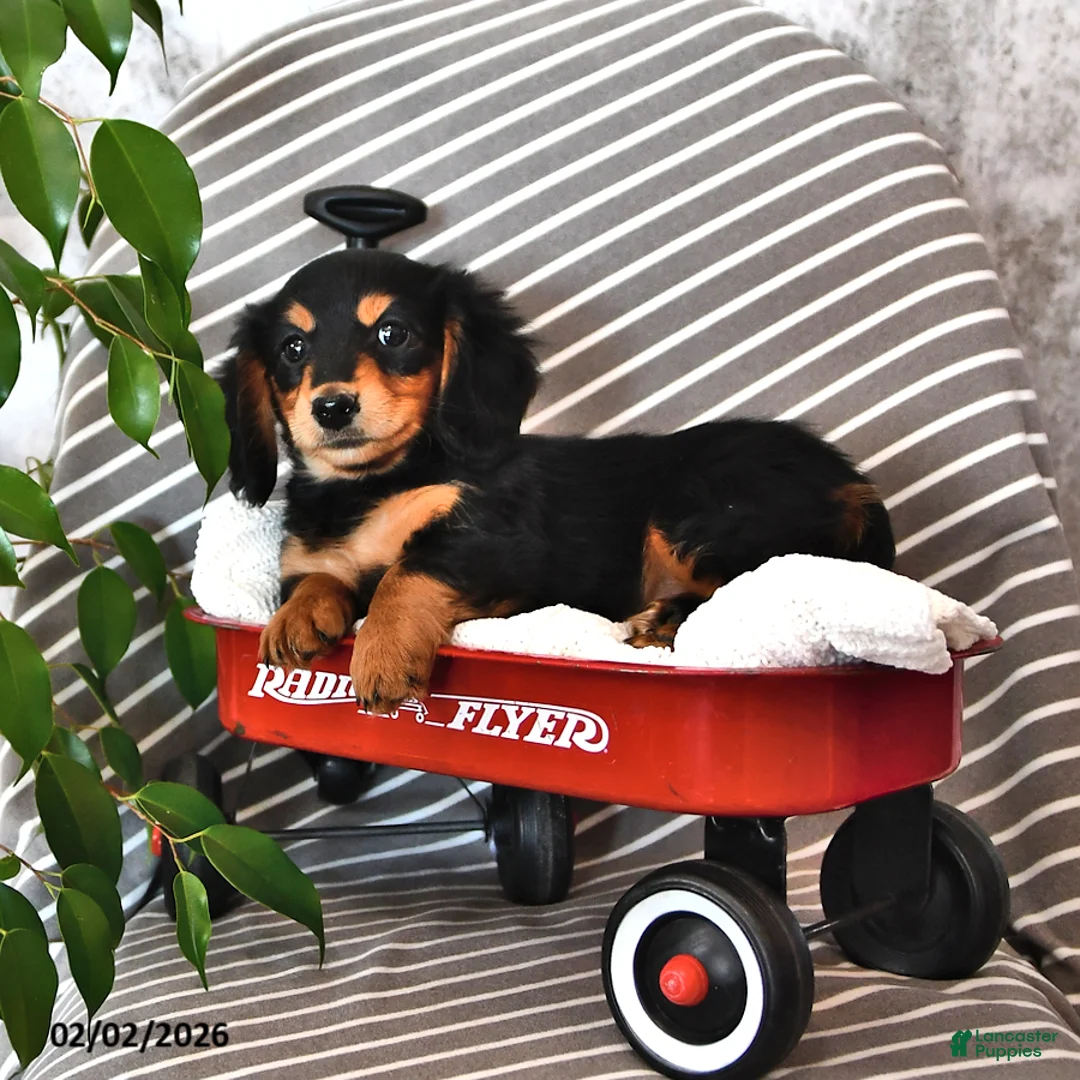 Miniature Dachshund dogs for sale: Lindsey - Ad 1