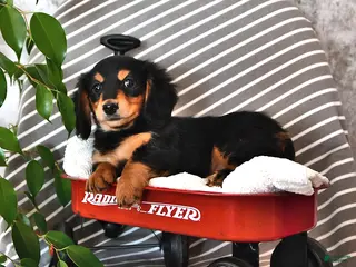 Miniature Dachshund dogs Lindsey - Ad 26