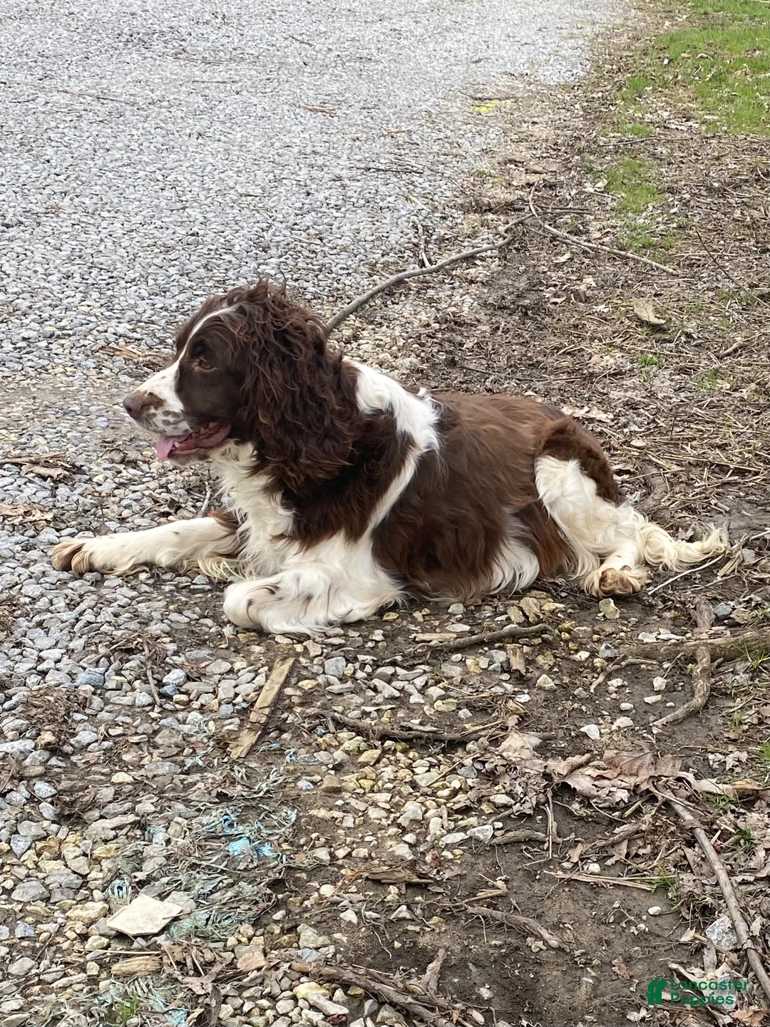 Mixed Breed dogs for sale: Luna - Ad 5