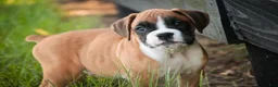 Boxer dogs for sale: Tracker - Ad 6