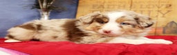 Miniature Australian Shepherd dogs for sale: Duke - Ad 4