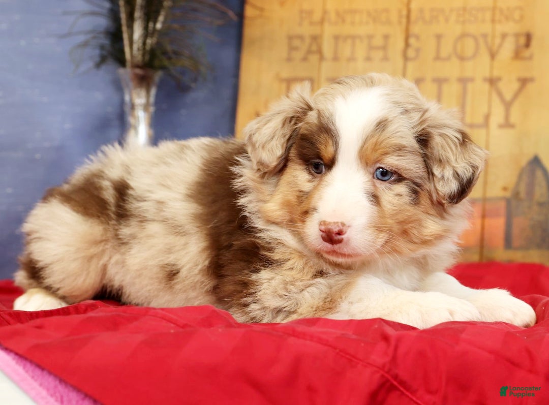 Miniature Australian Shepherd dogs for sale: Duke - Ad 4