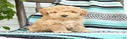 Miniature Poodle dogs for sale: Tessa - Ad 1