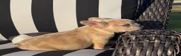 French Bulldog dogs for sale: French Bulldog 3 - Ad 4