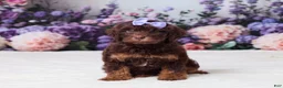 Mini Goldendoodle dogs for sale: Carla - Ad 1