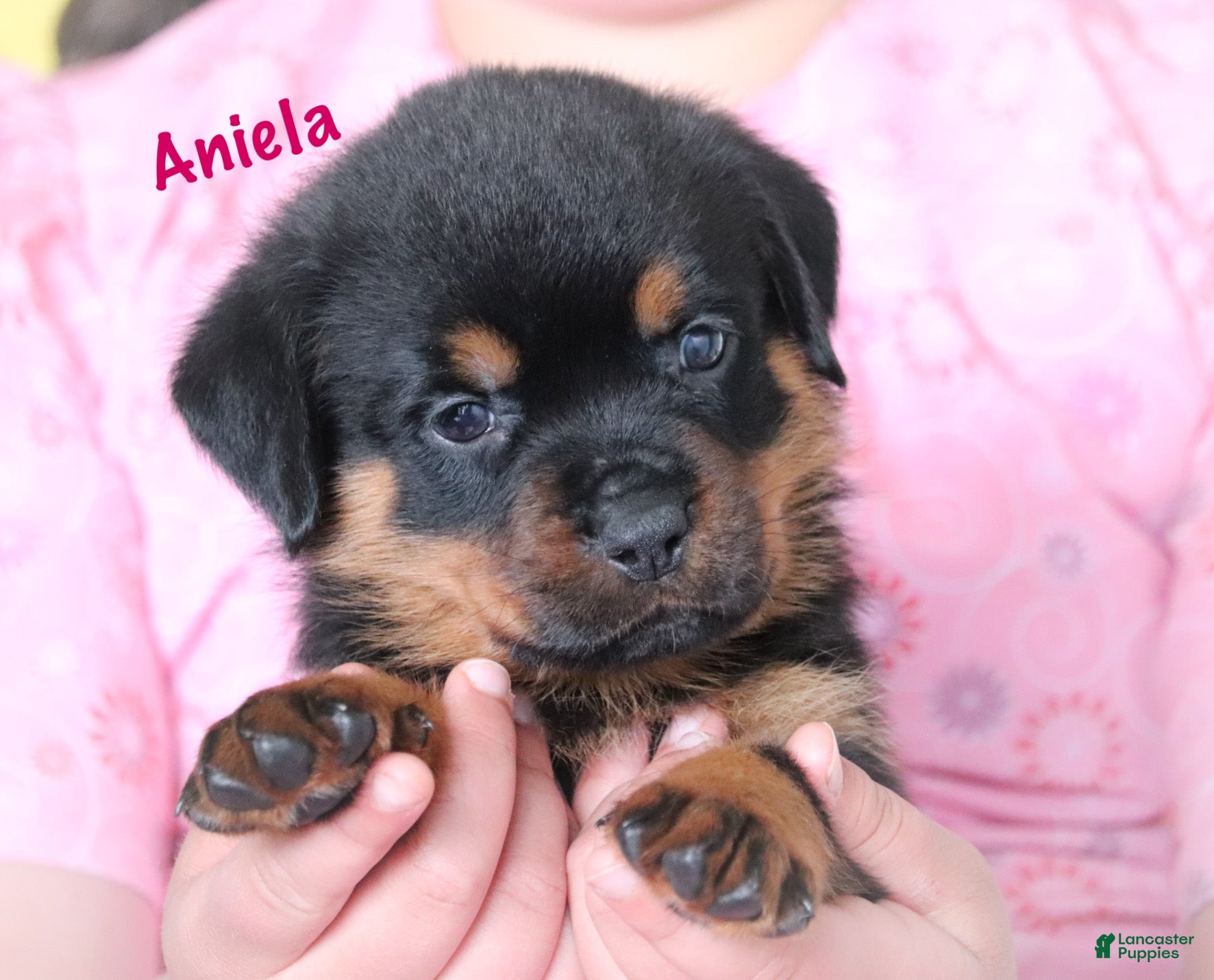 Rottweiler dogs Aniela  - Ad 1