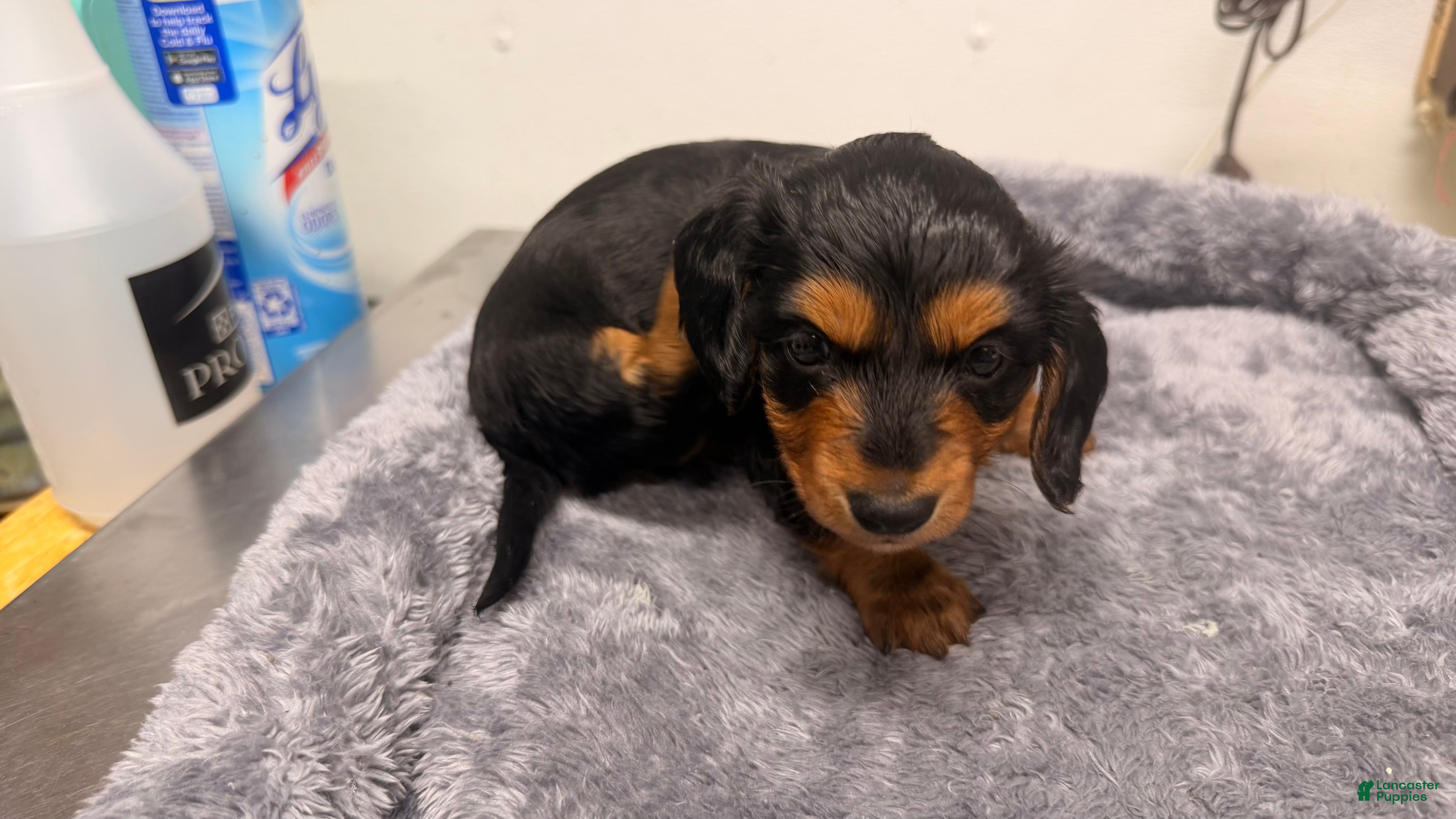 Miniature Dachshund dogs Miniature Dachshund 1 - Ad 1