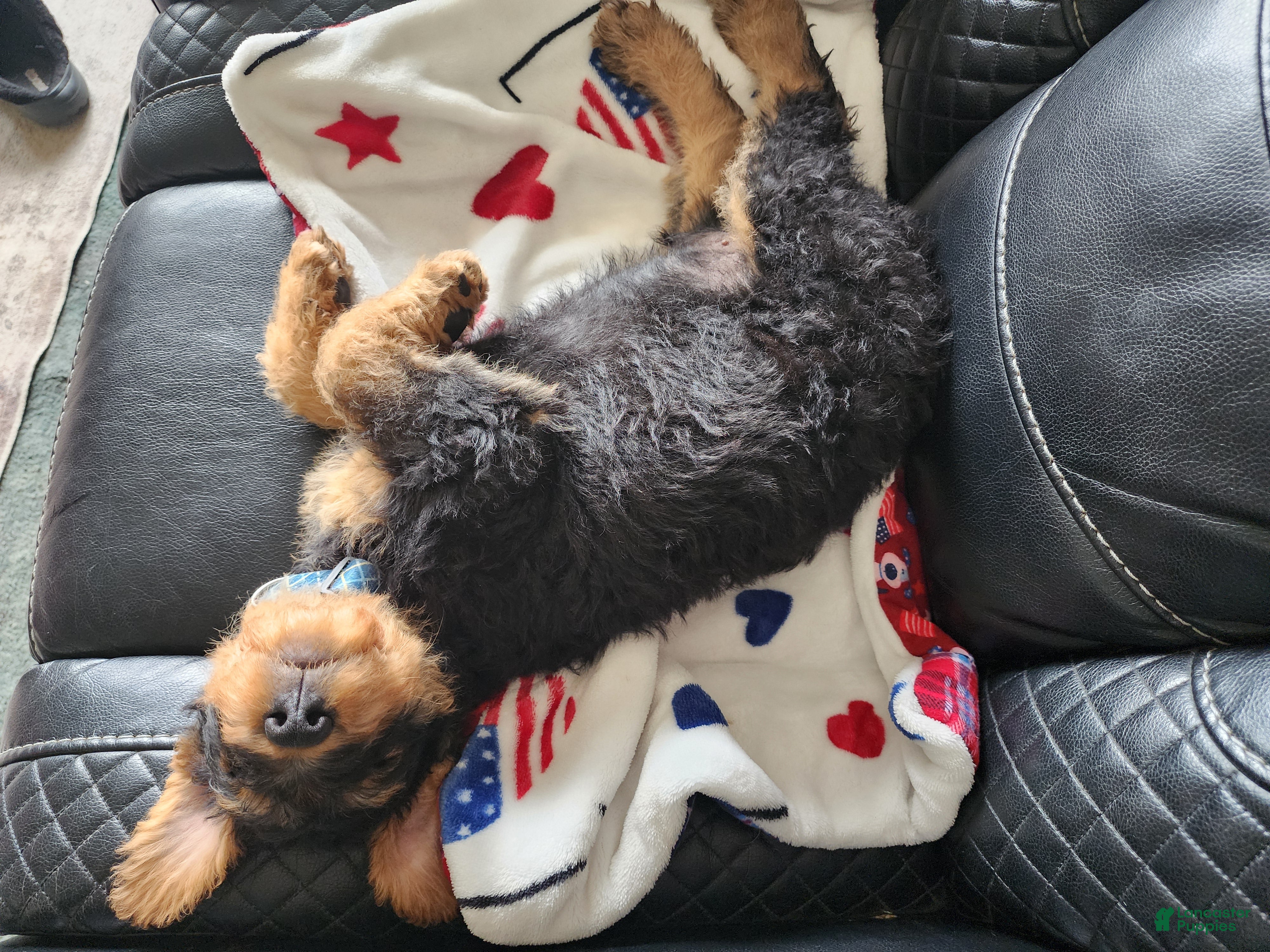 Airedale Terrier dogs for sale: Airedale Terrier Puppy Lefty  - Ad 4