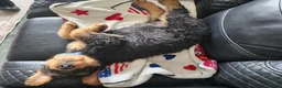 Airedale Terrier dogs for sale: Airedale Terrier Puppy Lefty  - Ad 1