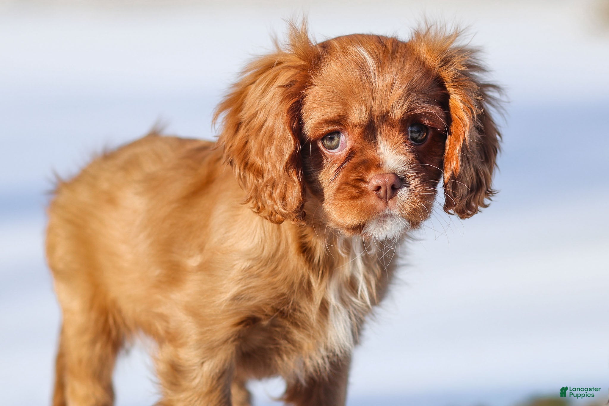 Cavalier King Charles Spaniel dogs Colsen - Ad 2