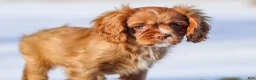 Cavalier King Charles Spaniel dogs for sale: Colsen - Ad 3