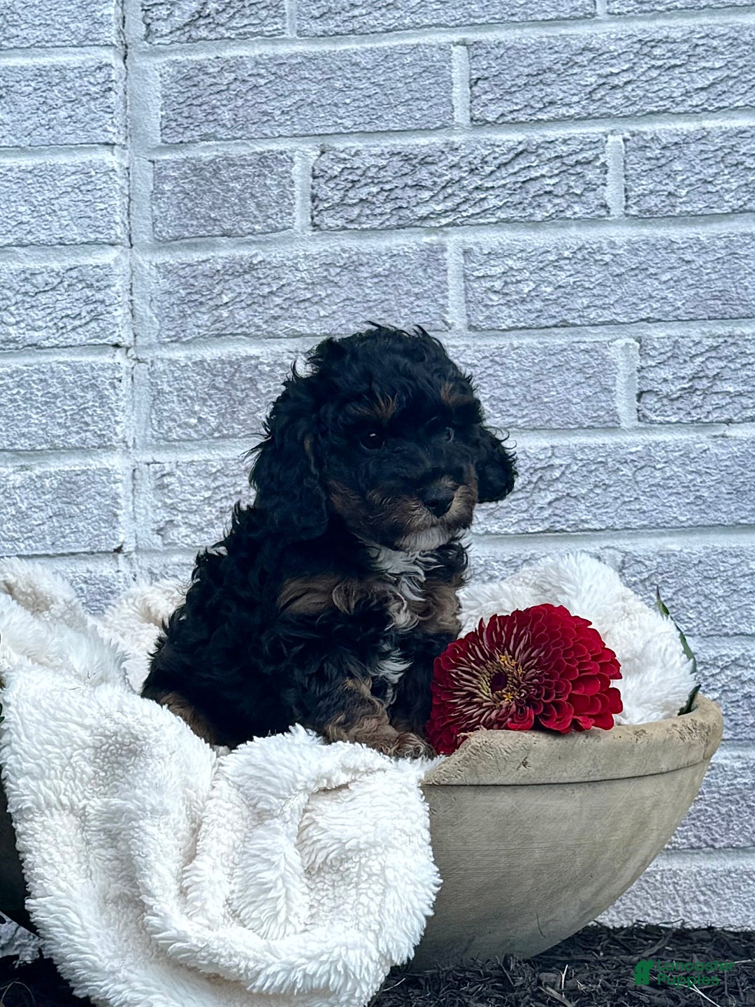 Cavapoo dogs for sale: Maverick - Ad 17