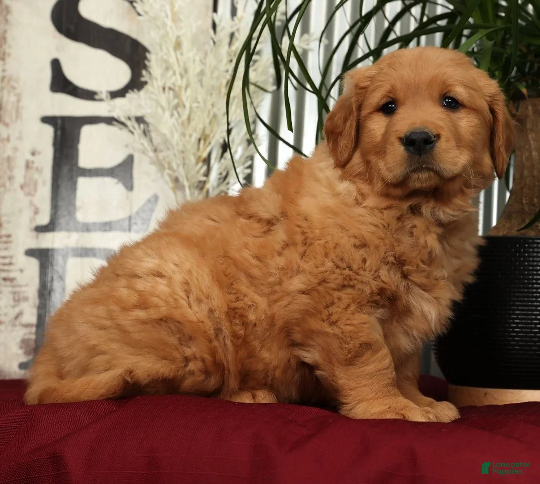 Golden Retriever dogs for sale: Austin - Ad 7