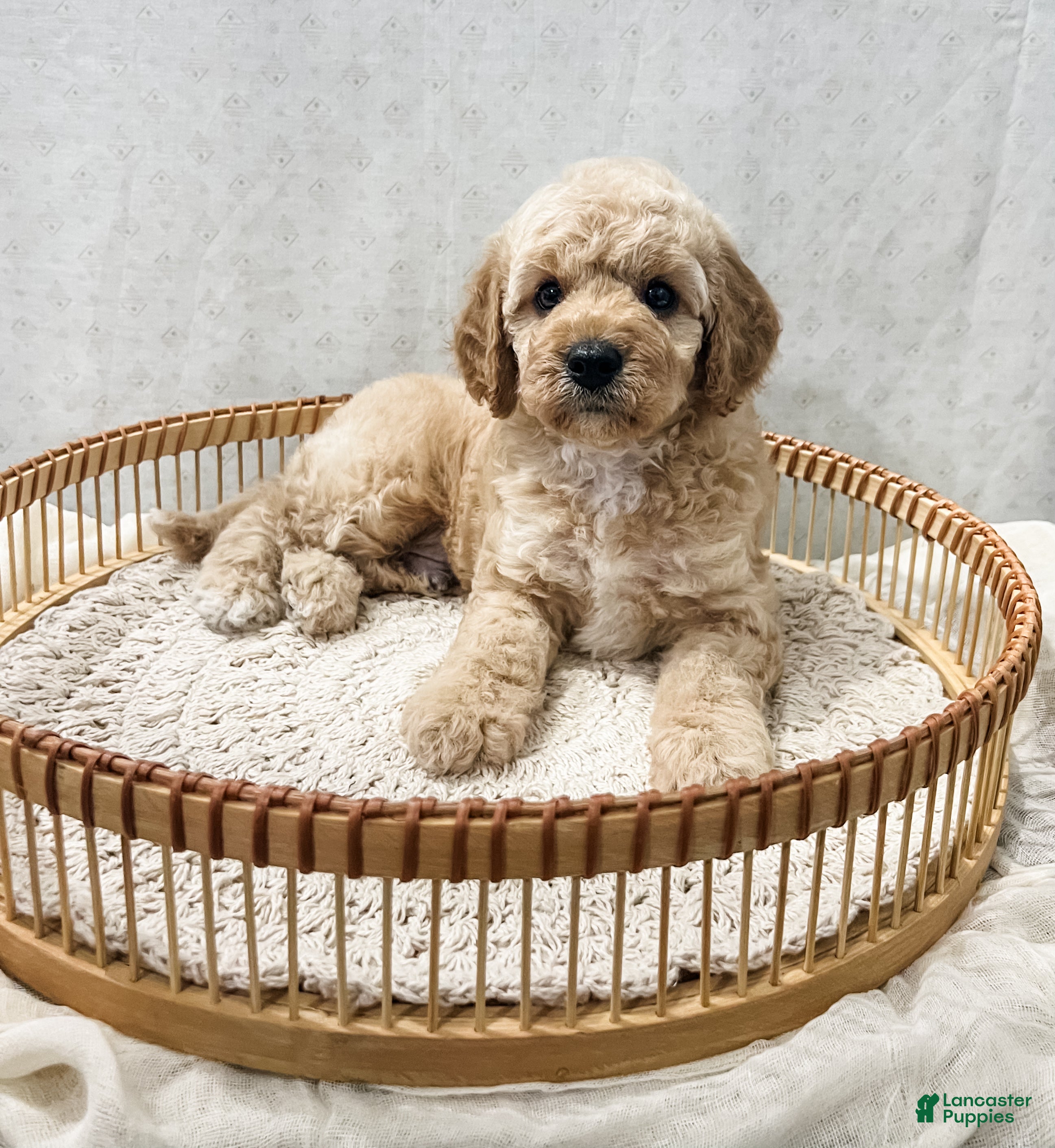 Cavapoo dogs Sammi - Ad 1