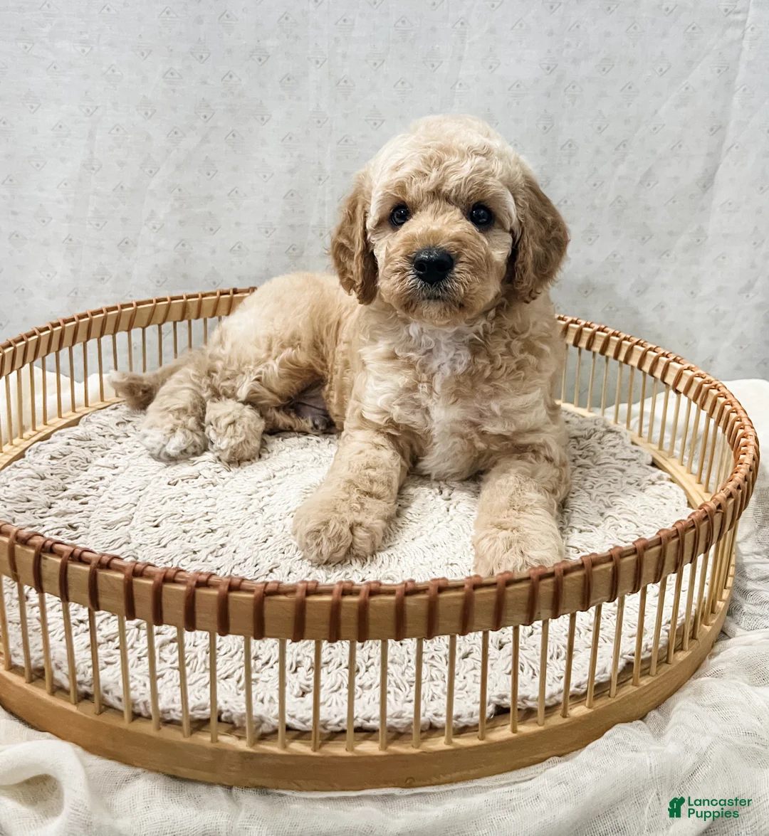 Cavapoo dogs for sale: Sammi - Ad 1
