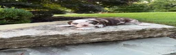 English Bulldog dogs for sale: Cocoa - Ad 1