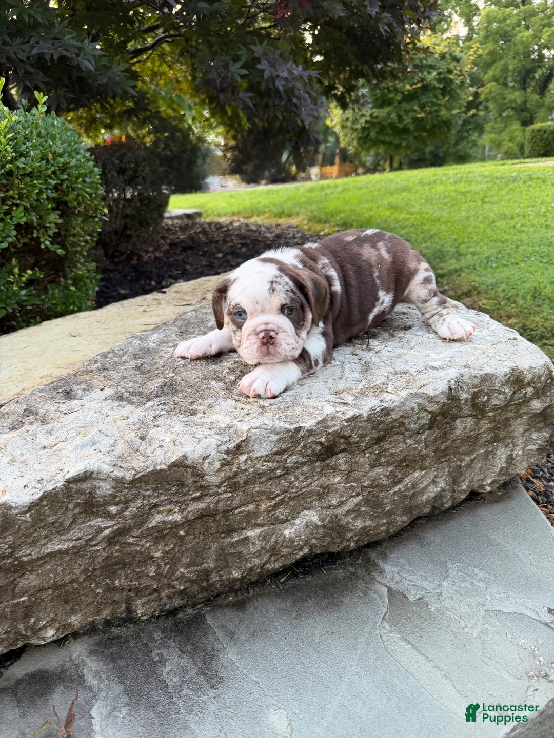 English Bulldog dogs for sale: Cocoa - Ad 1