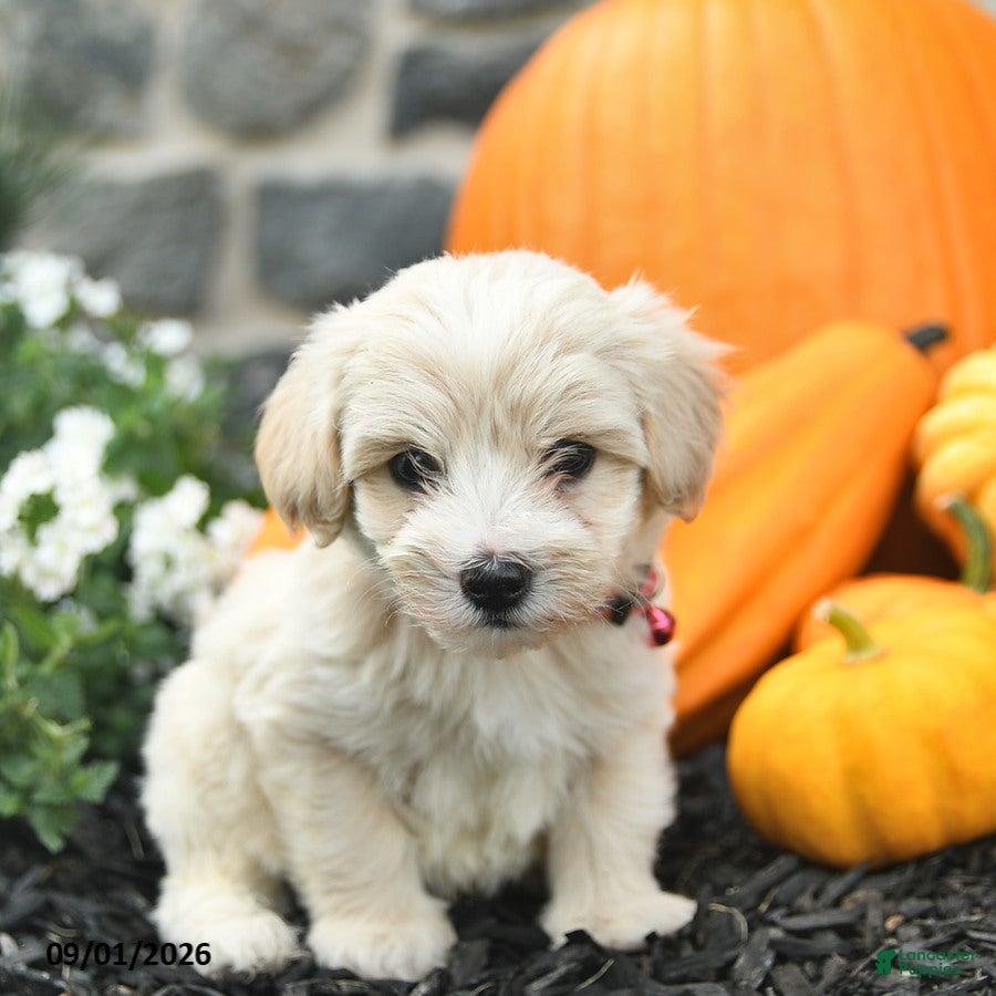 Maltipoo dogs Cupcake  - Ad 1