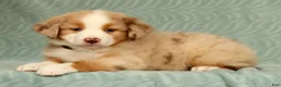 Australian Shepherd dogs for sale: Lainey - Ad 3
