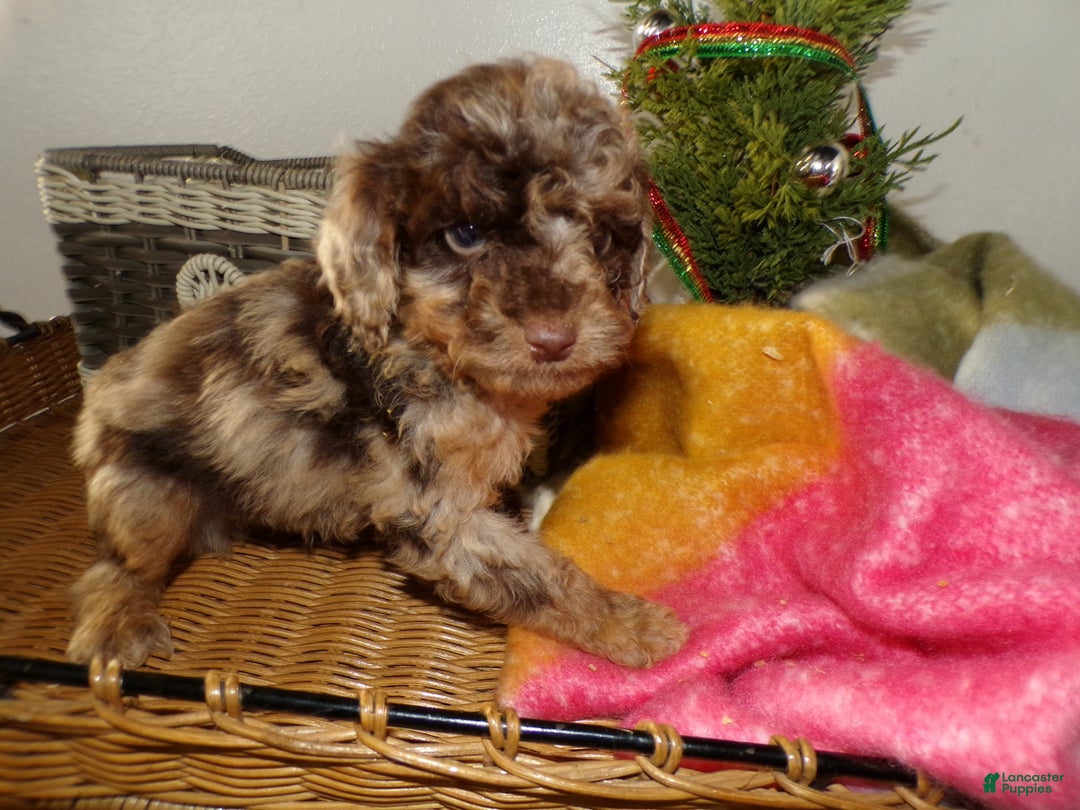 Toy Poodle dogs for sale: Toy Poodle Puppy 2 Sailor - Ad 4