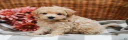 Maltipoo dogs for sale: Candy - Ad 1