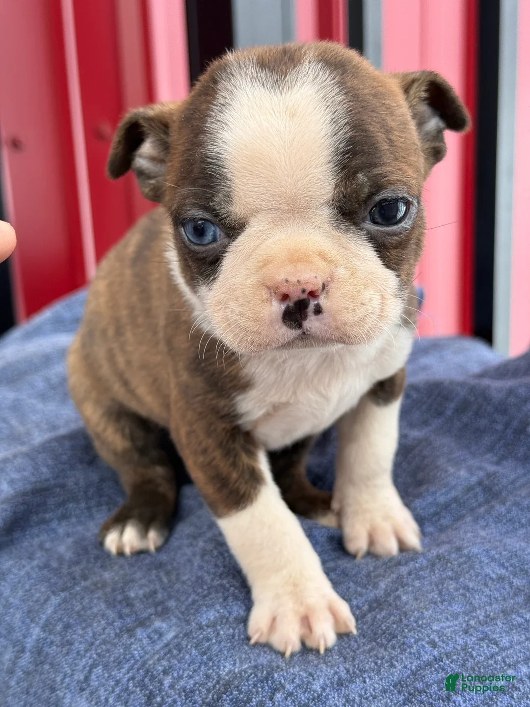 Boston Terrier dogs for sale: Bert - Ad 16