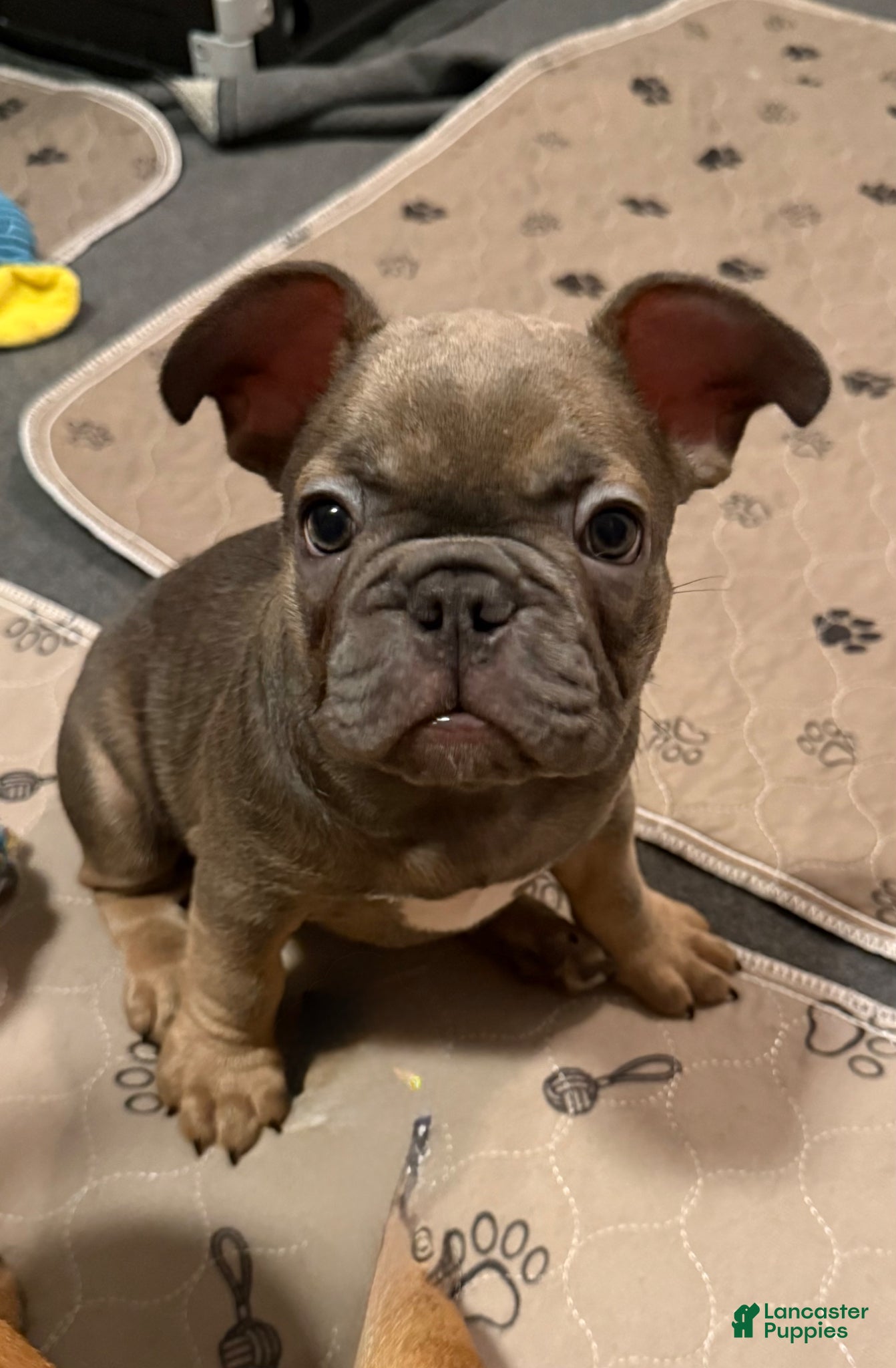French Bulldog dogs Janice  - Ad 23