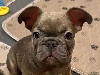 French Bulldog dogs for sale: Janice - Ad 4