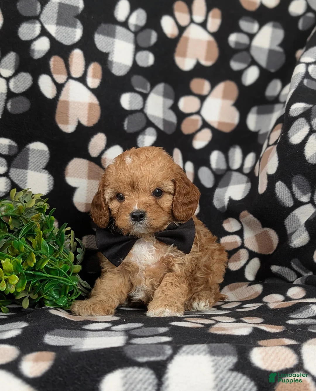Cavapoo dogs for sale: Ellison - Ad 3