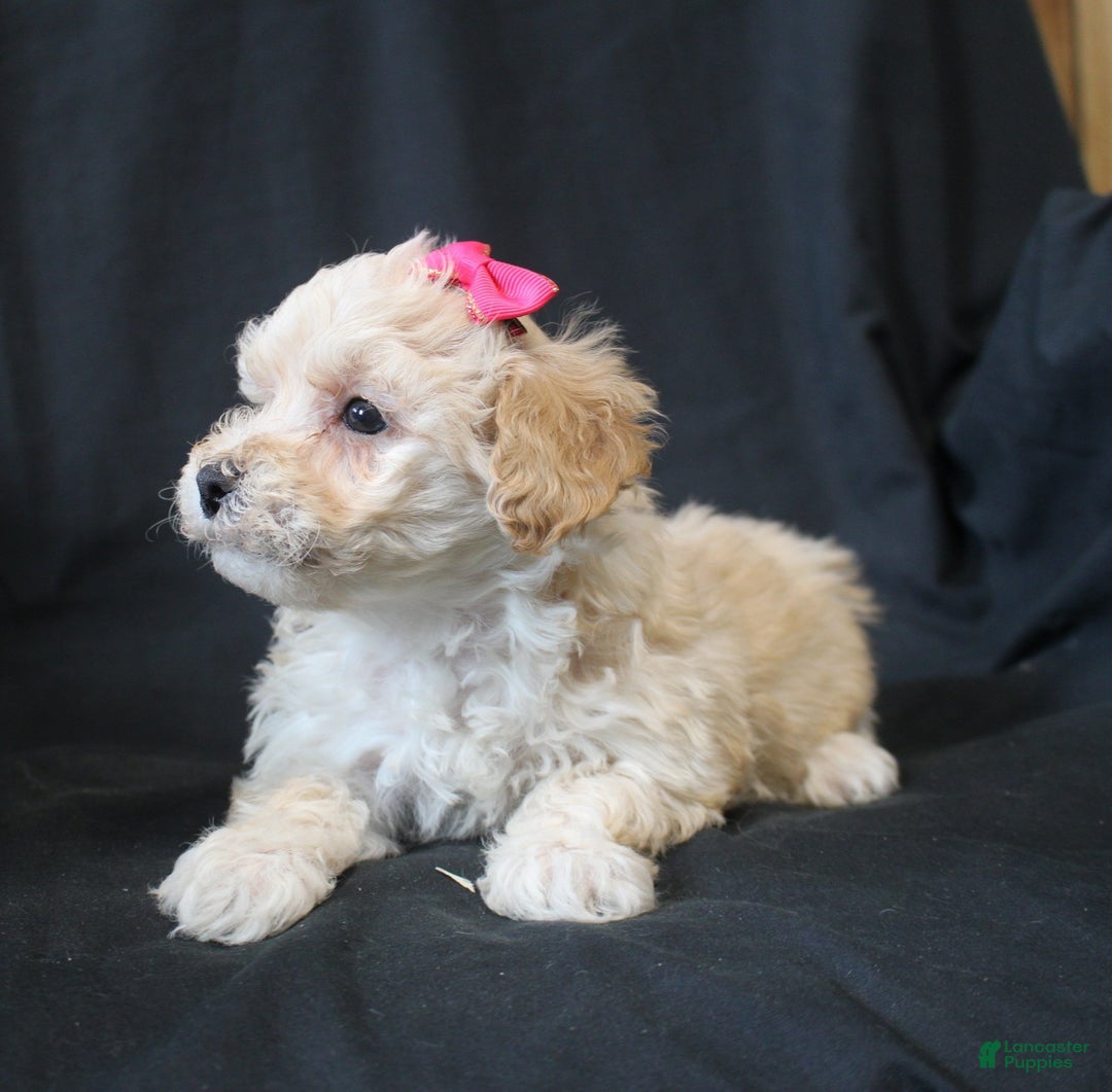 Bichpoo dogs for sale: Bobbie - Ad 6