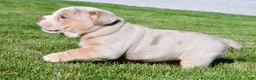 Beabull dogs for sale: Lakota - Ad 7