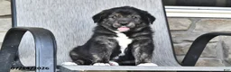 Mixed Breed dogs for sale: Tubby - Ad 1