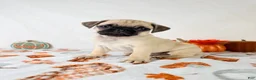 Pug dogs for sale: Princeton - Ad 3