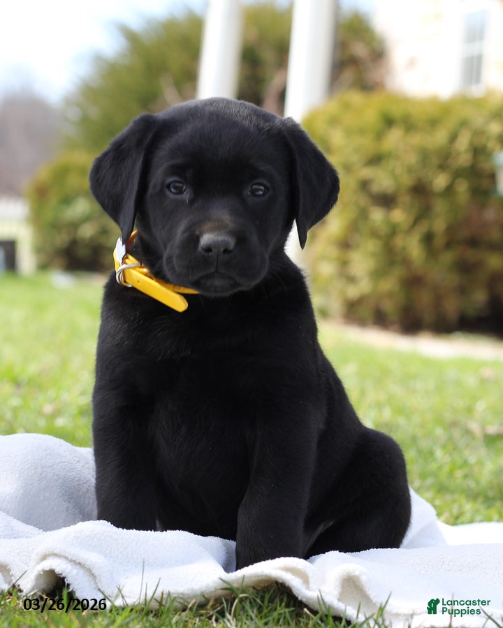 Labrador Retriever dogs Belle - Ad 1