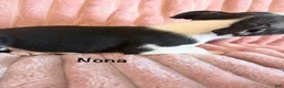 Boston Terrier dogs for sale: Nona - Ad 7