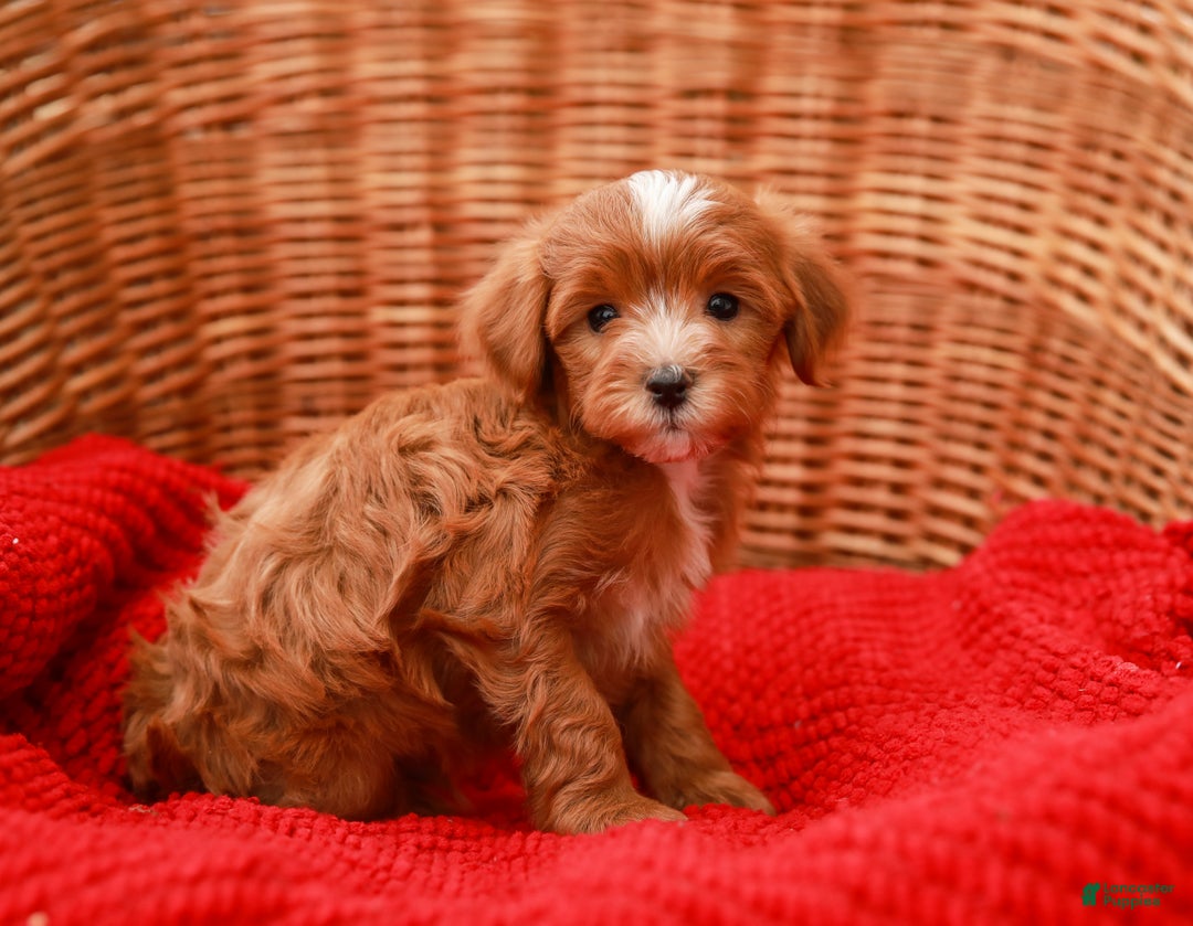 Havapoo dogs for sale: Brody - Ad 6