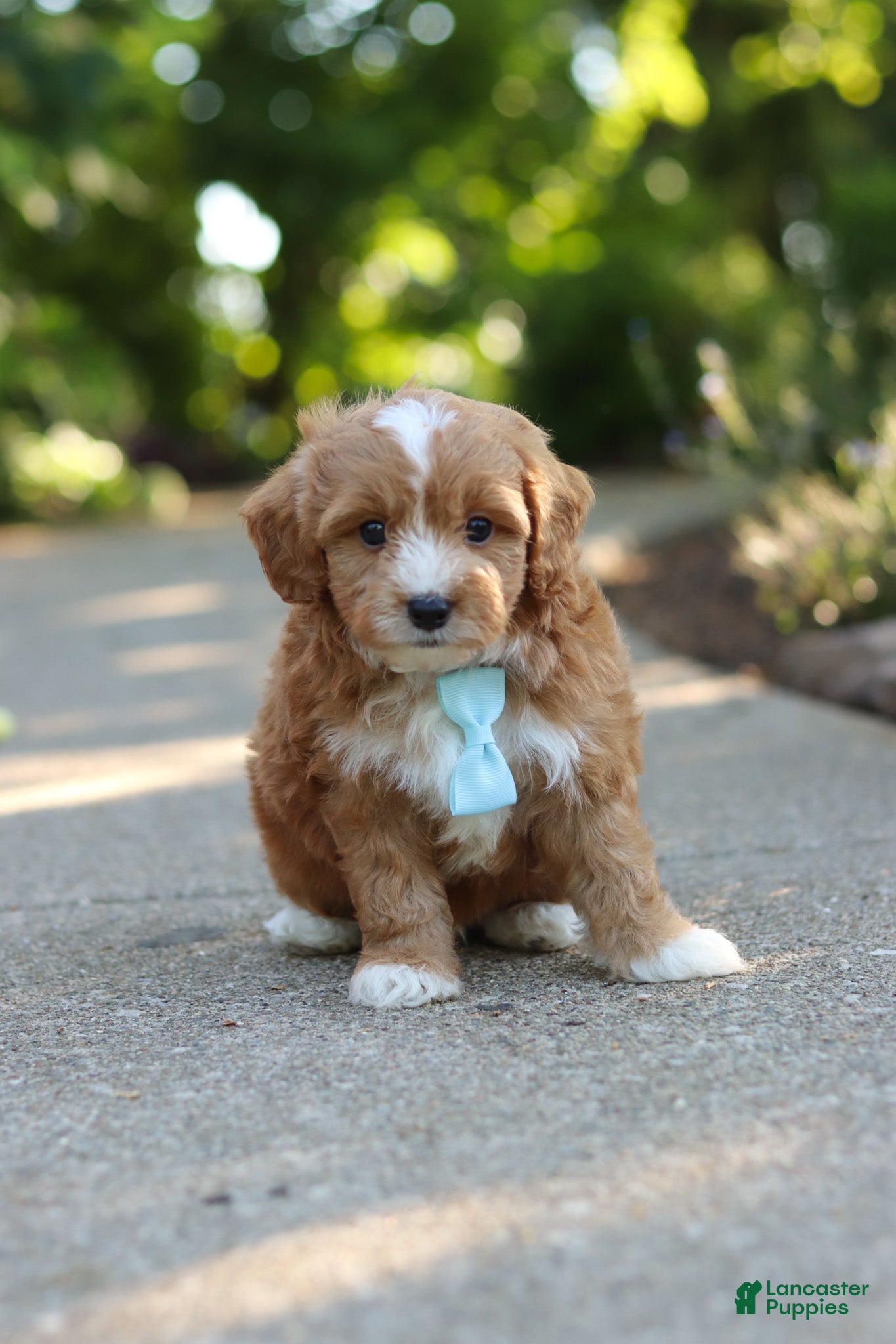 Cavapoo dogs for sale: Mason - Ad 6