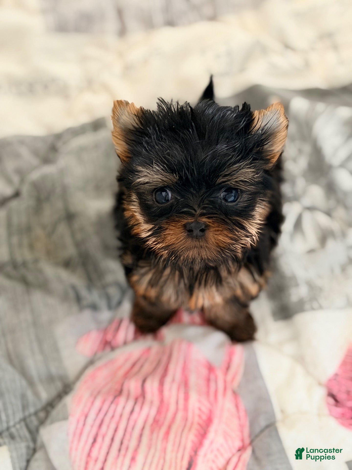 Bella