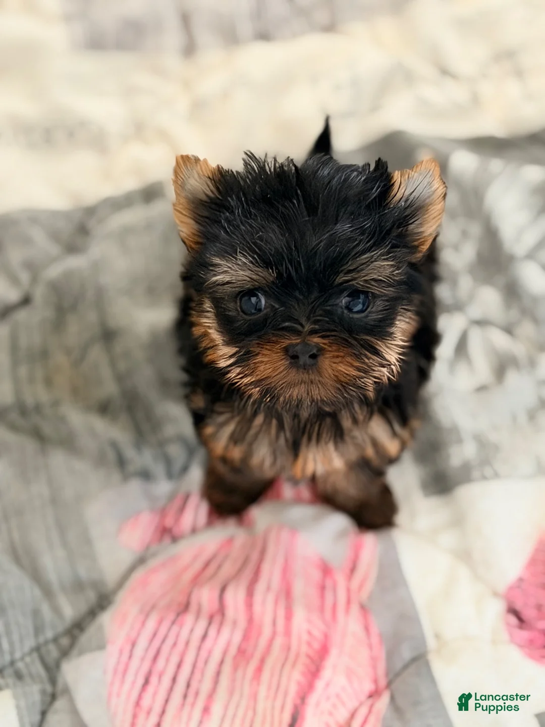 Yorkshire Terrier dogs for sale: Bella - Ad 1