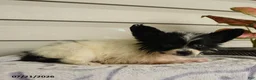 Papillon dogs for sale: Rain - Ad 4