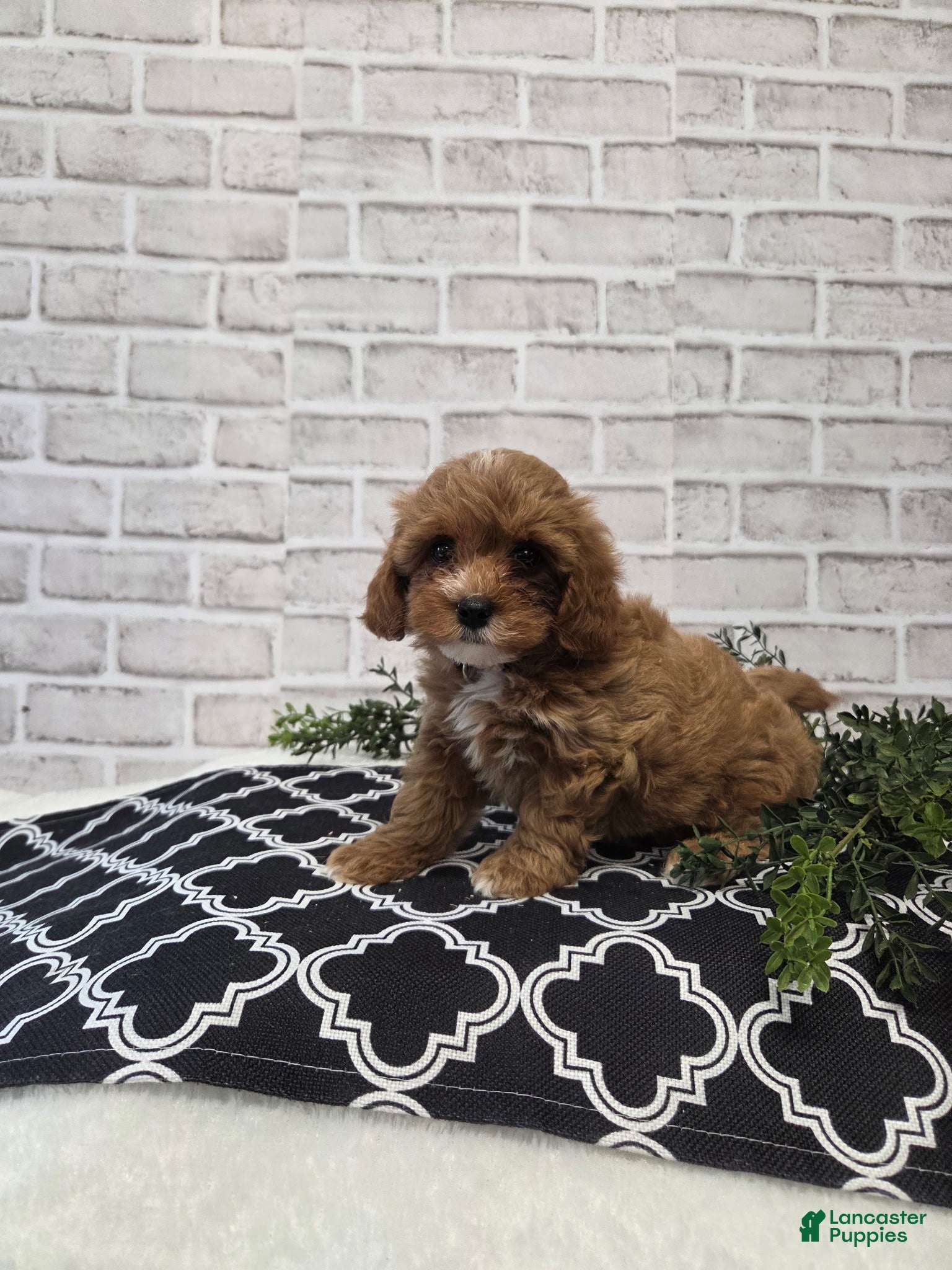 Cavapoo dogs Lulu - Ad 9
