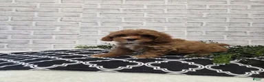 Lulu