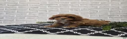 Cavapoo dogs for sale: Lulu - Ad 1